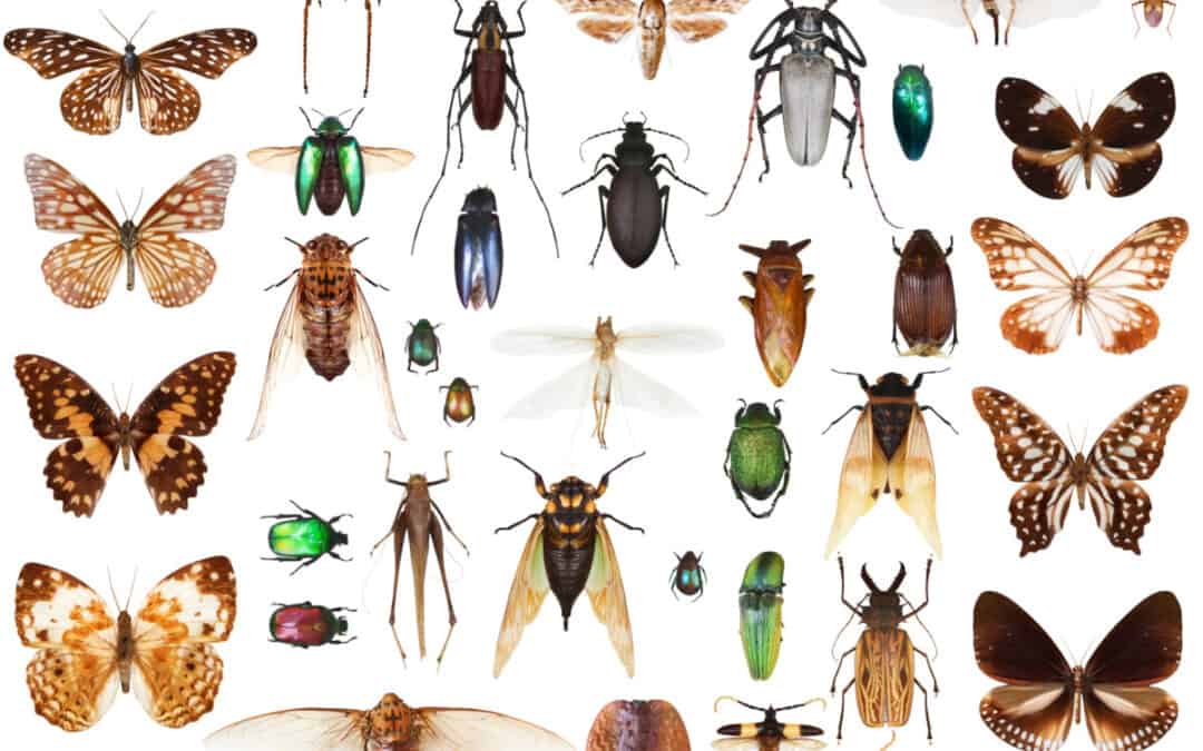 How Many Insect Species Are There?
