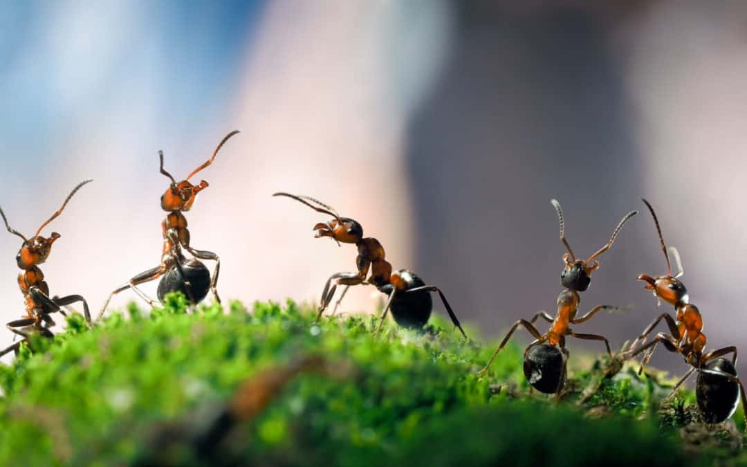 How Long Can Ants Live?
