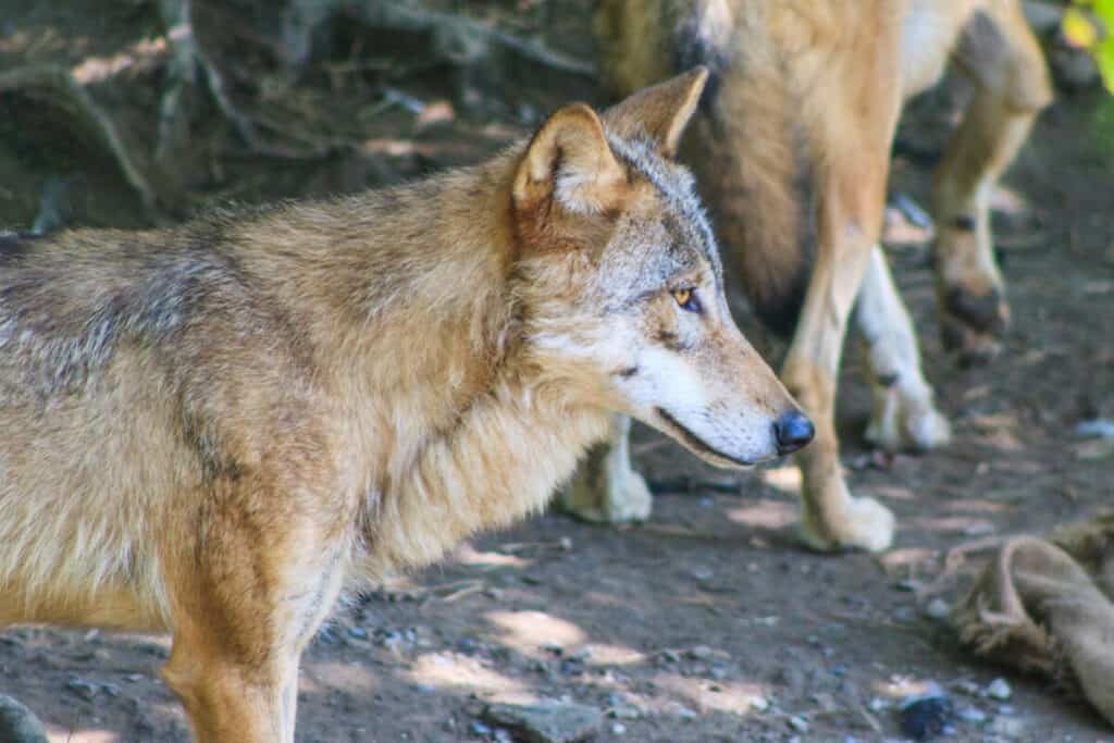 A mongolian wolf in the zoo Zürich.