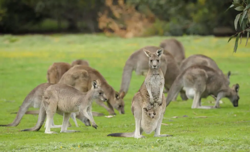 Eastern grey kangaroos with joey in   Grampians national park, Victoria, Australia.