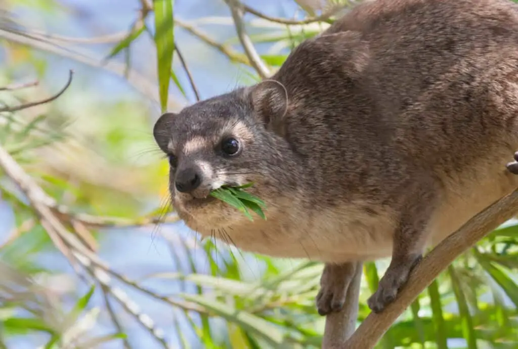 Southern tree hyrax (Dendrohyrax arboreus) eating leaves in a tr