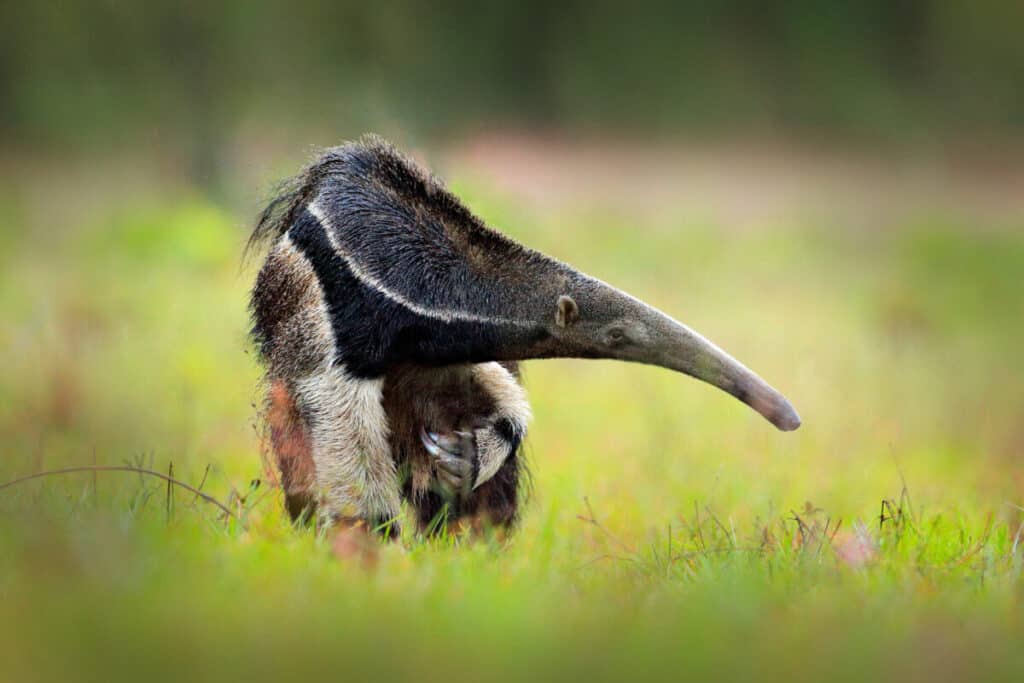 Anteater, cute animal from Brazil. Giant Anteater, Myrmecophaga tridactyla, animal with long tail ane log nose, Pantanal, Brazil. Wildlife scene from wild nature.