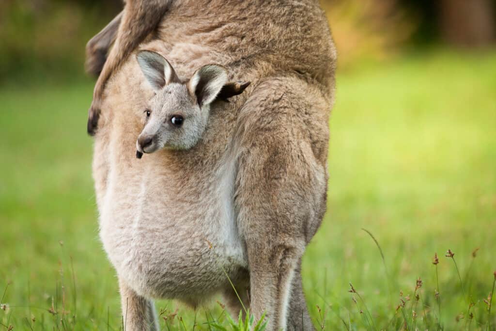 An Australia wild baby kangaroo in a mom's front bag, close up.