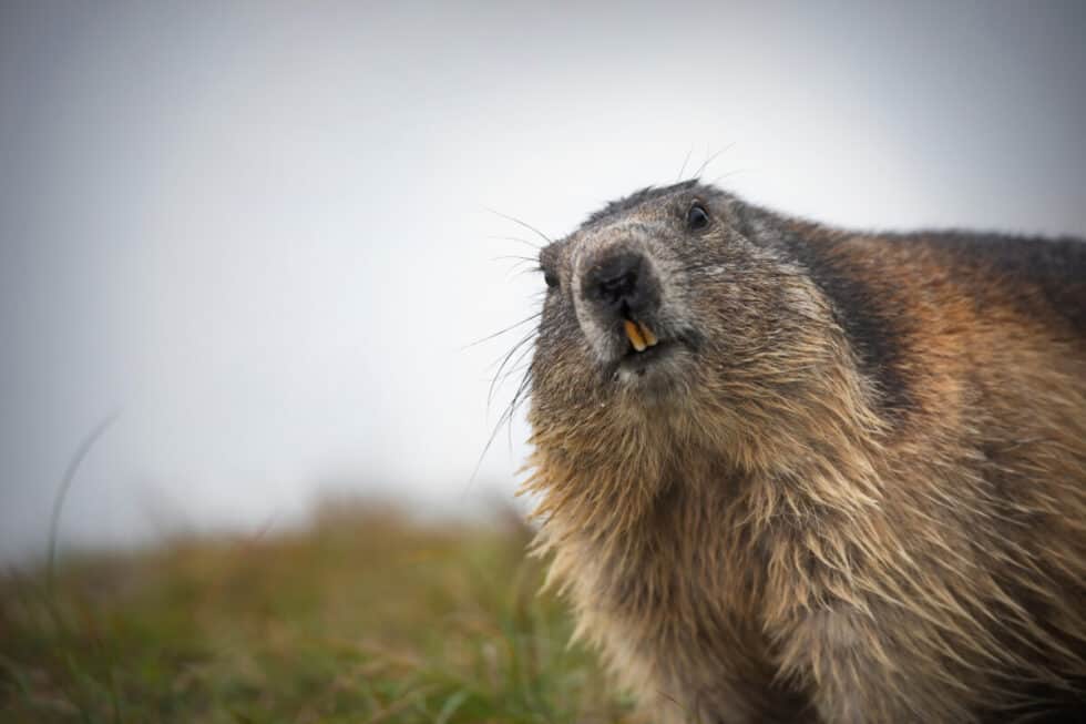 What Are The Predators Of Groundhogs? - Worldwide Nature