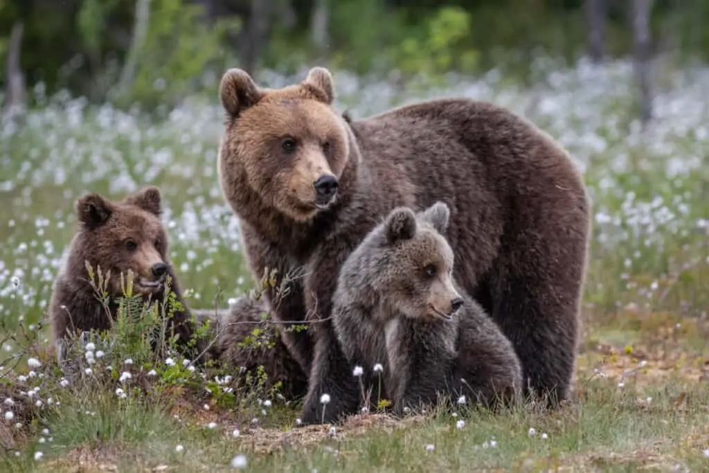 brown bear