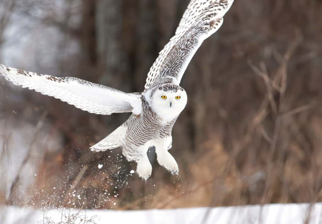 Snowy owl (Bubo scandiacus) taking off hunting over a snow cover