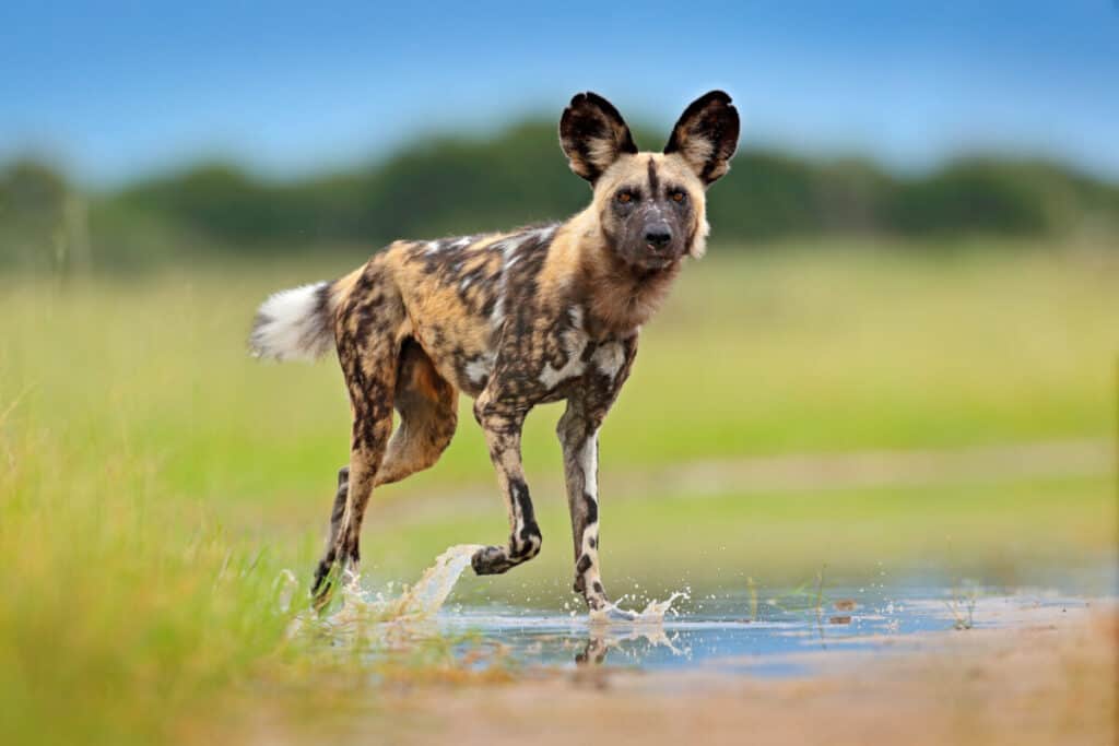 Wildlife from Zambia, Mana Pools. African wild dog, walking in the water on the road. Hunting painted dog with big ears, beautiful wild animal. Safari in Africa. Wild dog face portrait.