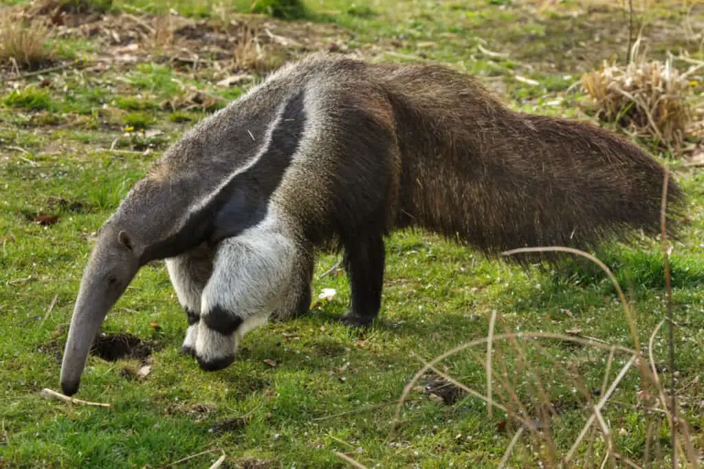 Giant anteater (Myrmecophaga tridactyla), also known as the ant bear.