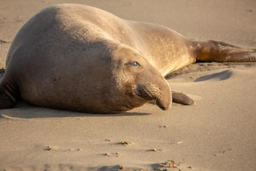 Adult male elephant seal on the beach along California's central coast