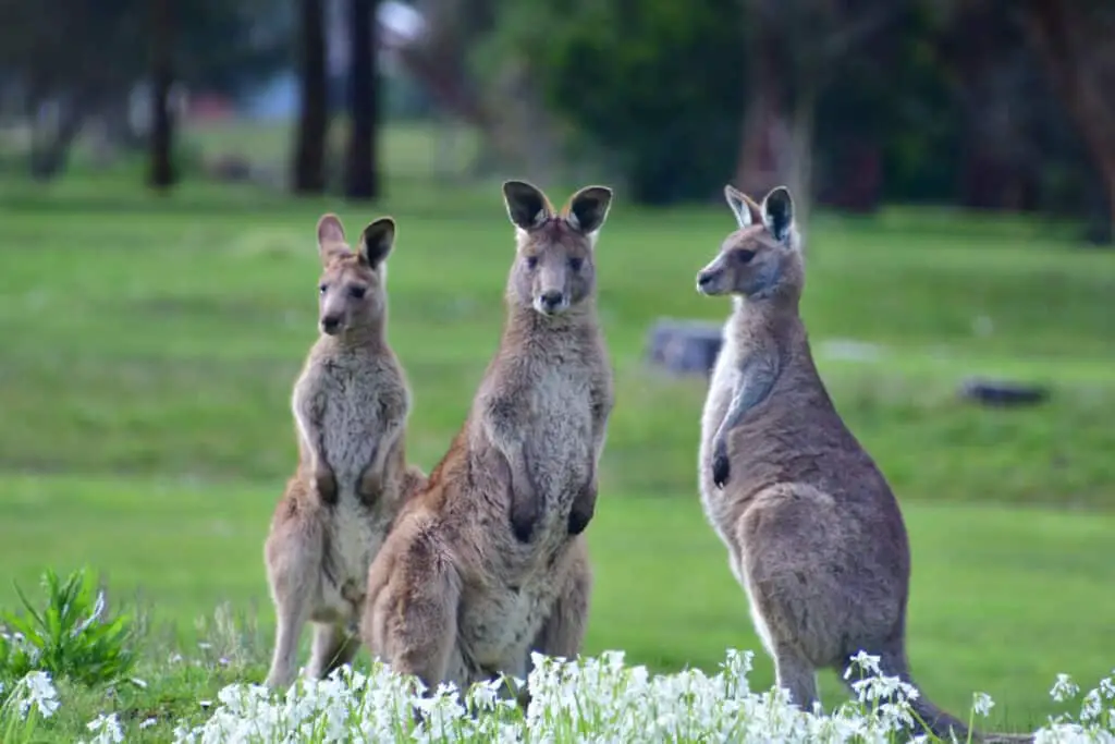 A trio of eastern grey kangaroos on a golf course in Wonthaggi, Victoria, Australia