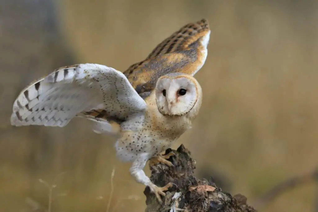 Magnificent Barn Owl perched on a stump in the forest (Tyto alba