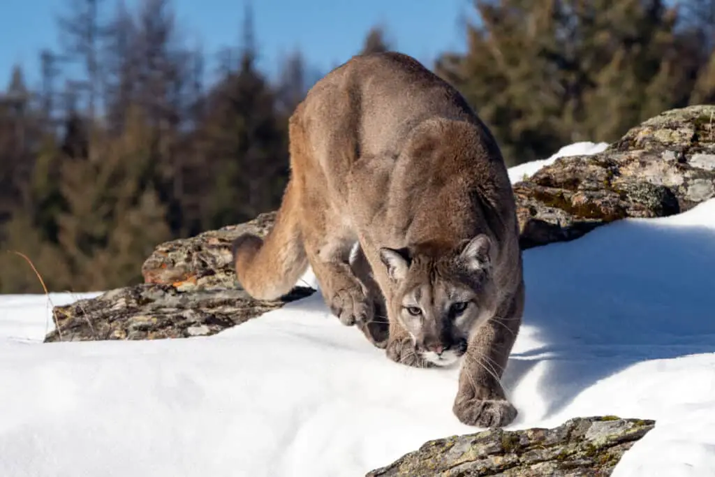 Female moutnain lion in winter, hunting for a mouse