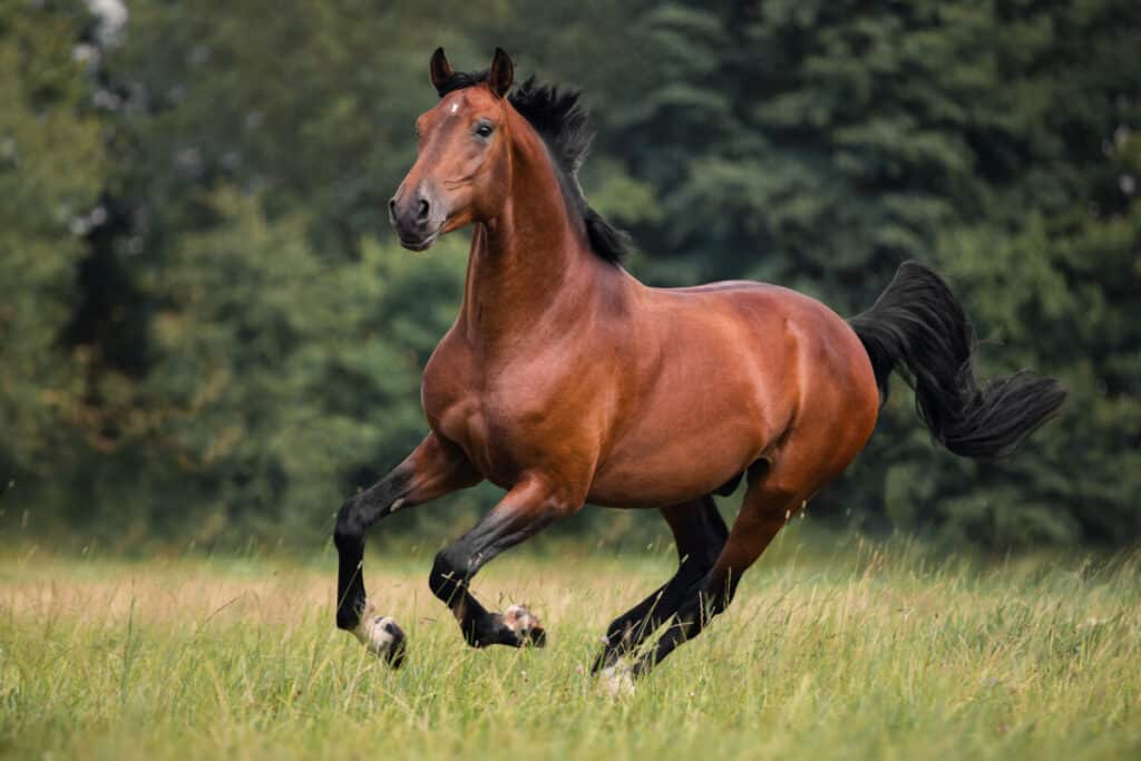 What Are The Predators Of Horses? - Worldwide Nature