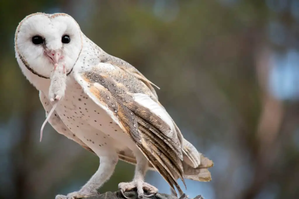 the barn owl is a white owl with brown spots and a pink beak