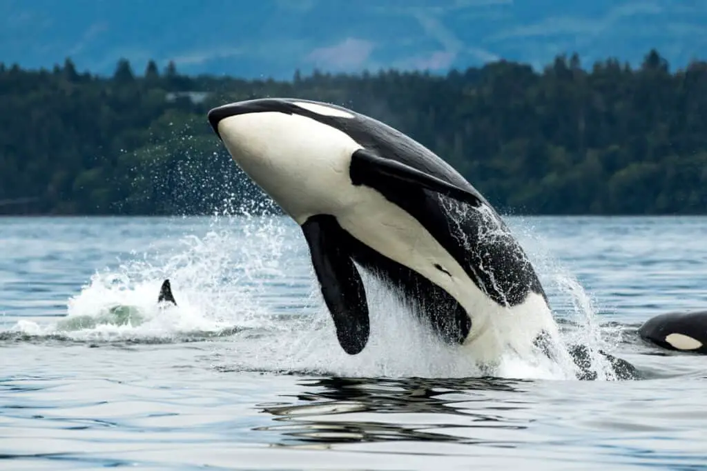 A Bigg's orca whale jumping out of the sea in Vancouver Island, Canada