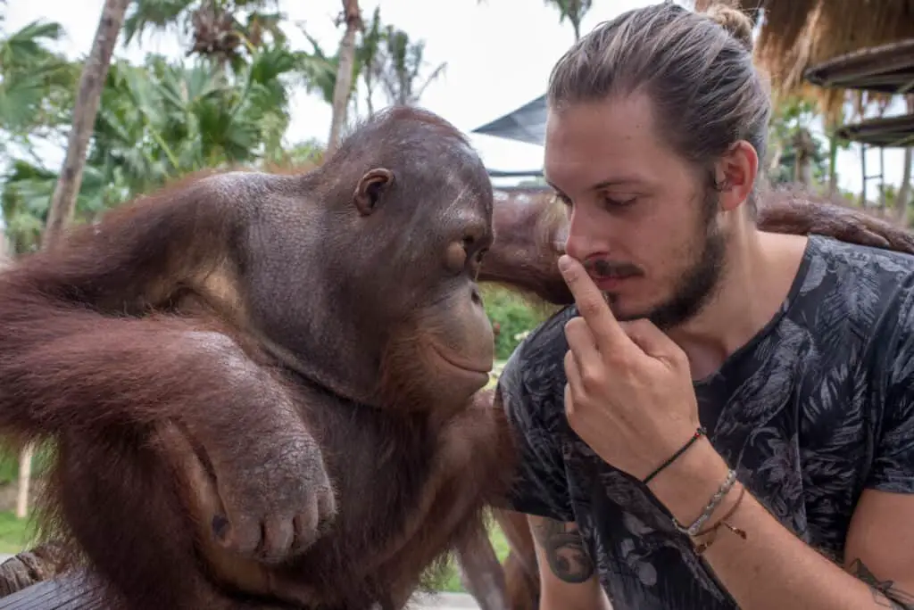 Orangutan Monkey Animal with human