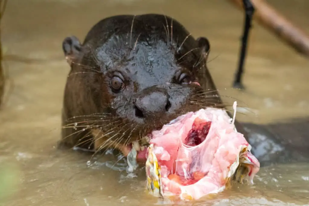 Giant river otter