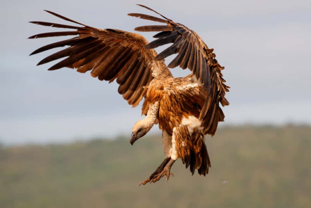 White backed vulture flying before landing in Zimanga Game Reser