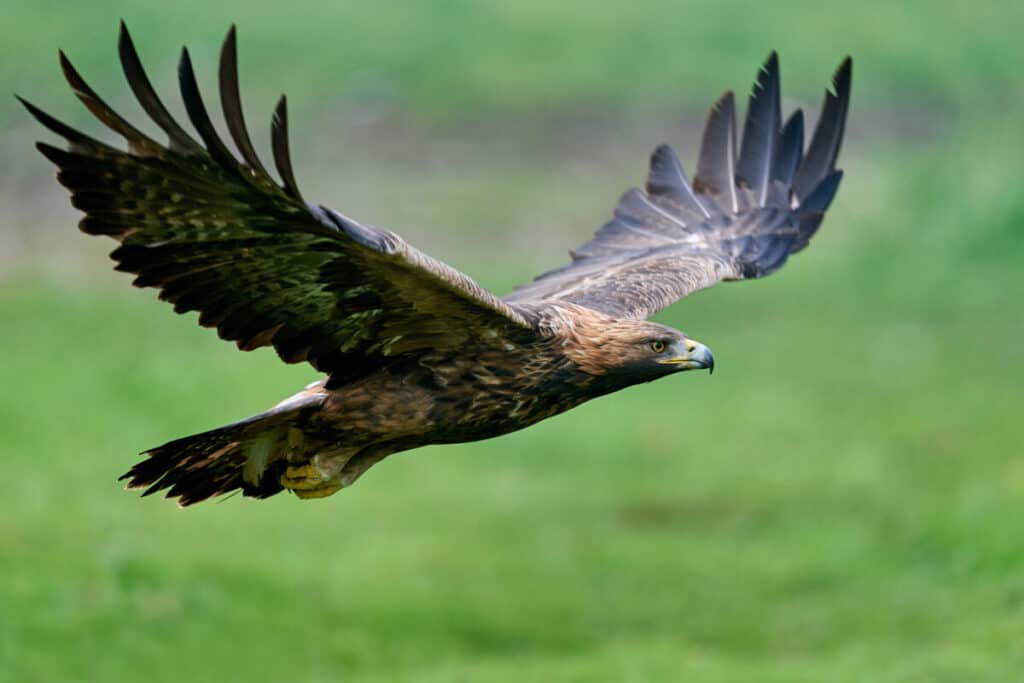 Golden eagle (Aquila chrysaetos) in its natural enviroment