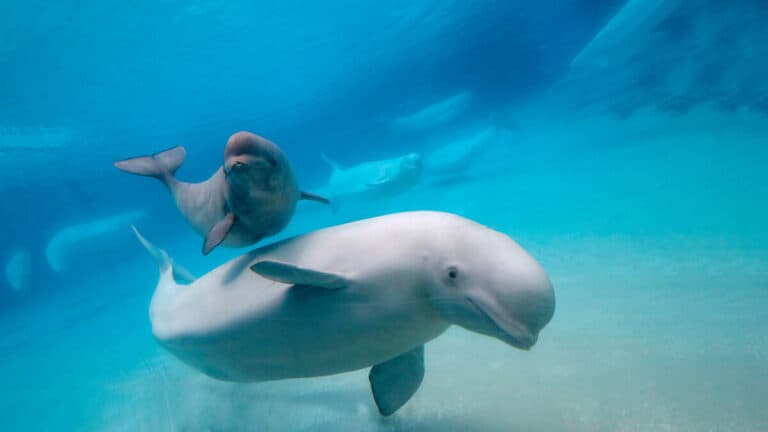 What Are The Predators Of Beluga Whales? - Worldwide Nature