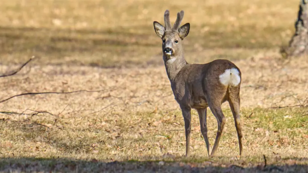 Mammals That Begin With R - Worldwide Nature