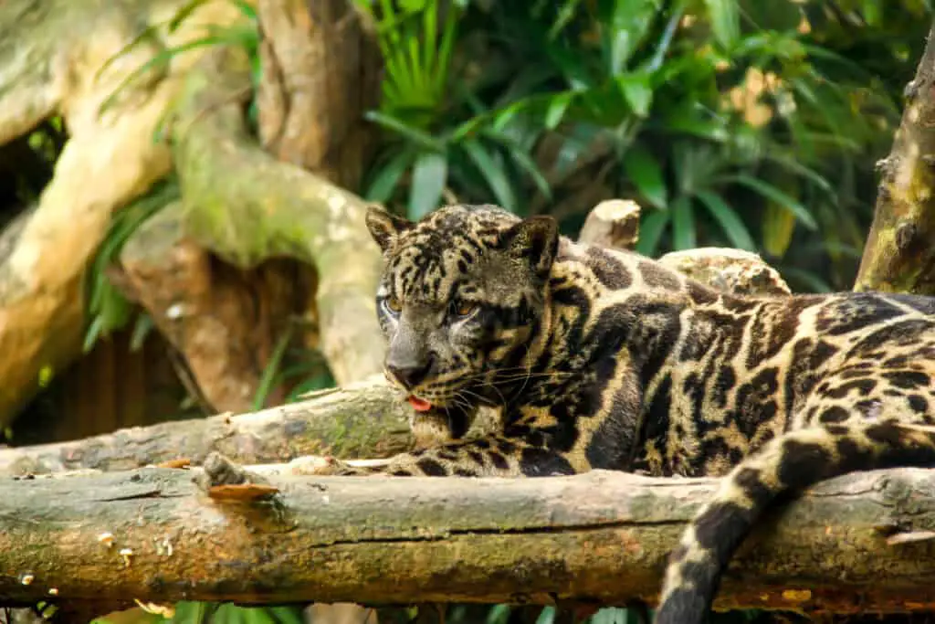 The Sunda clouded leopard lounging on a branch with its tongue sticking out
