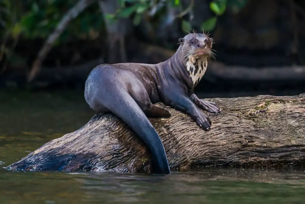 Giant river otter