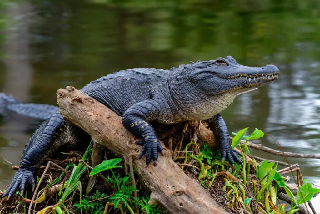 american alligator