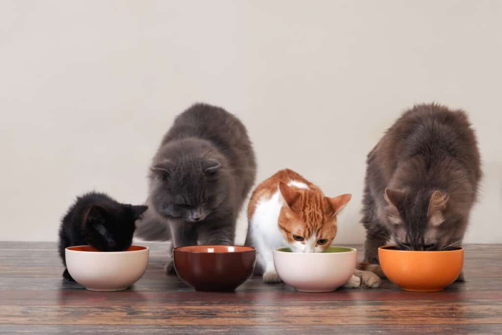 Domestic cats eat pet food on the floor from bowls