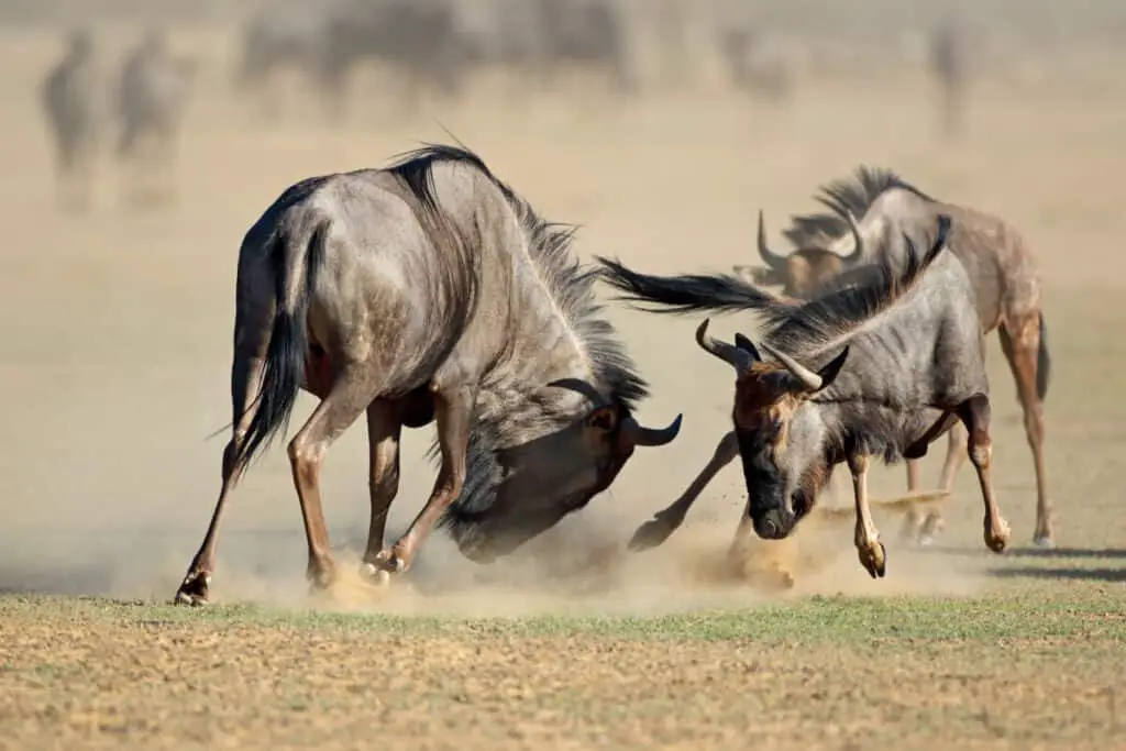 Two blue wildebeest Connochaetes taurinus) fighting for territory, Kalahari desert, South Africa