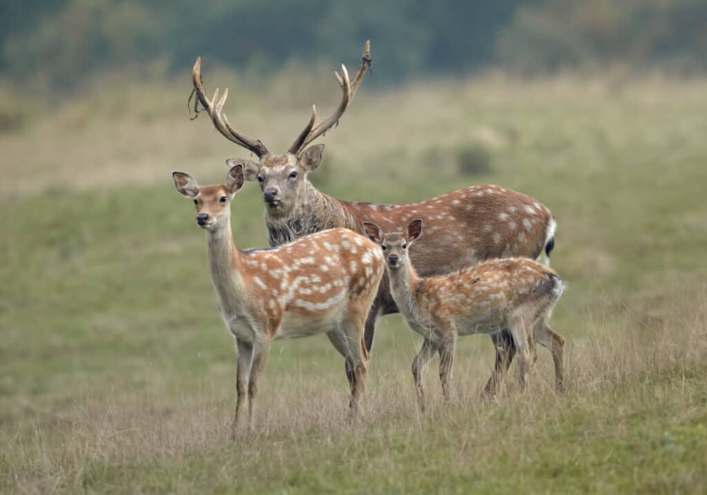 Sika Deer - Worldwide Nature