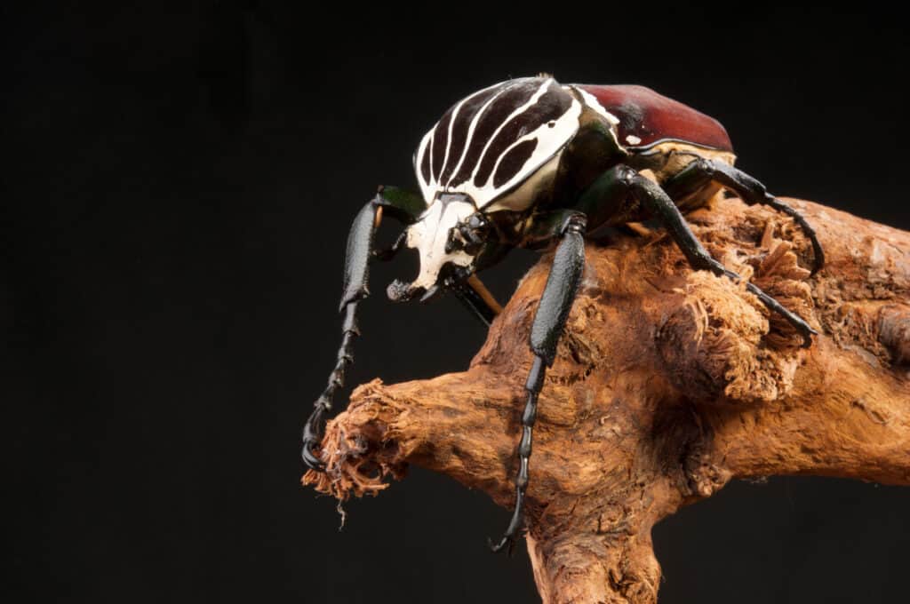 goliath beetle