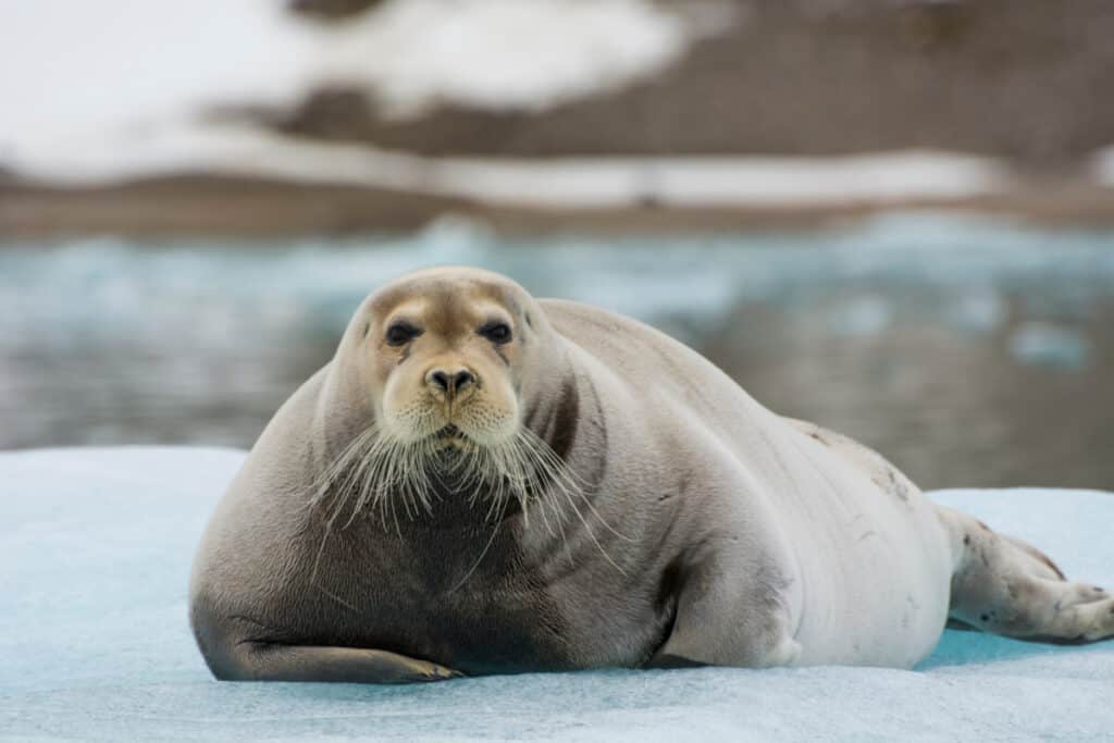 bearded seal 