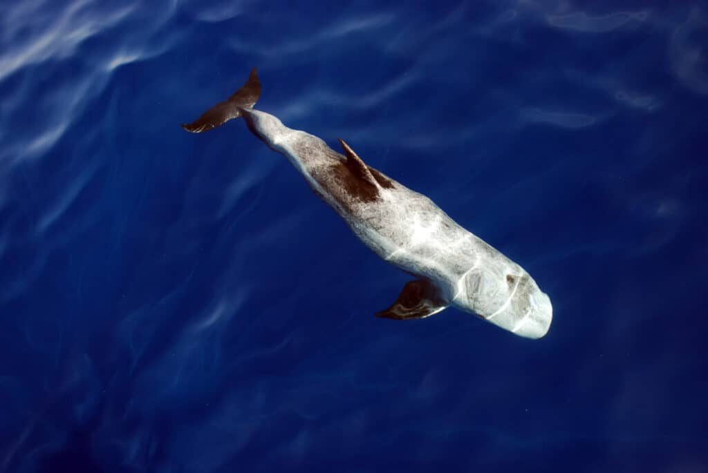 Risso’s Dolphin - Worldwide Nature