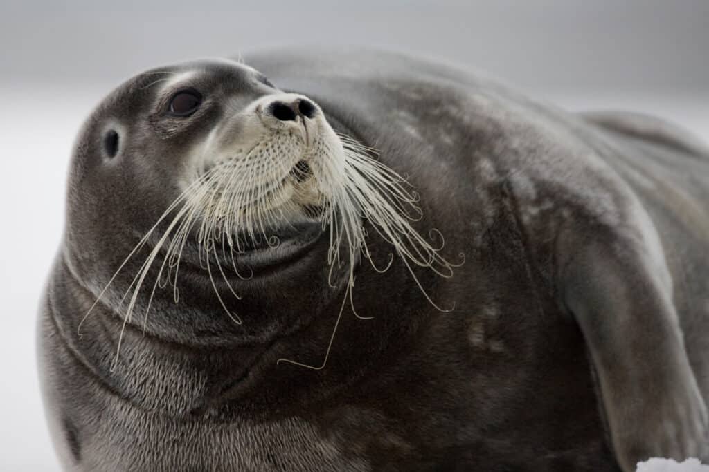 bearded seal