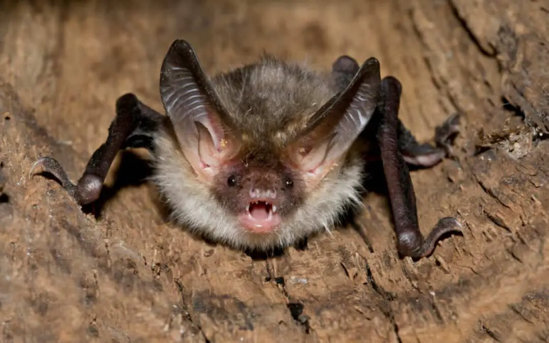 Bechstein’s Bat