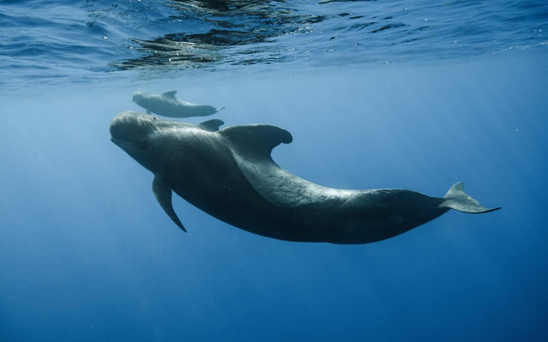 Have Whales Recovered Since The Moratorium?