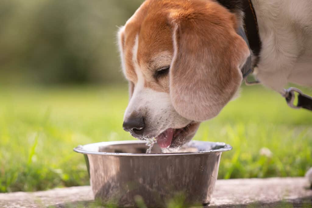 beagle drinking water
