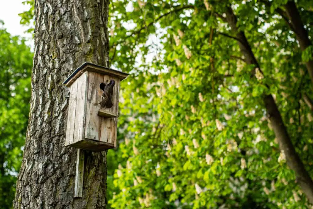 Starling on a birdhouse attached to a tree, spring