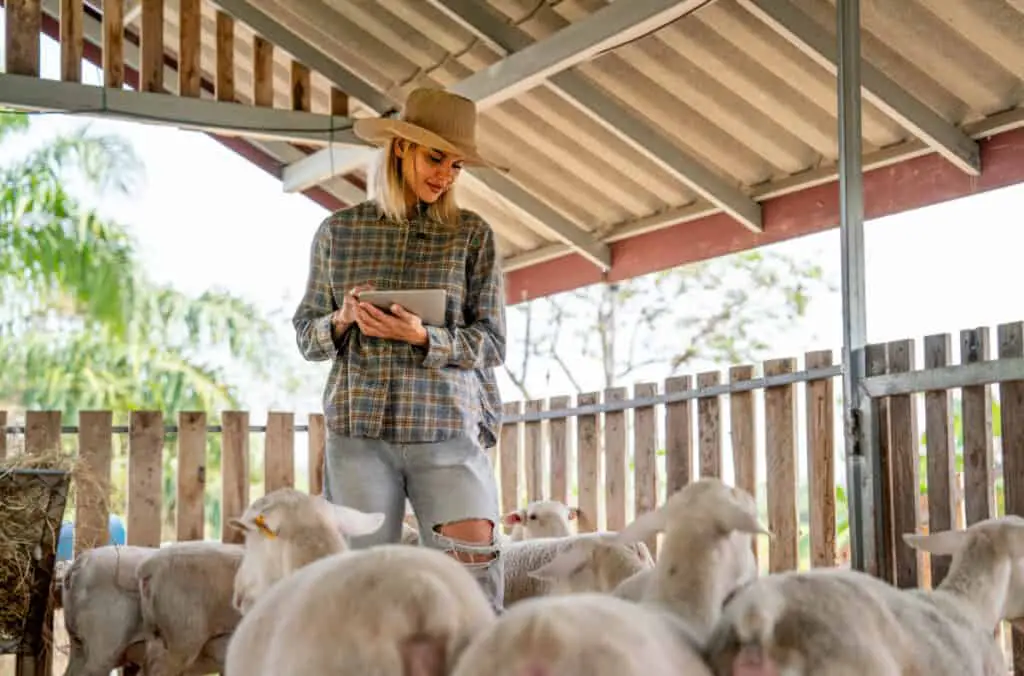 Caucasian beautiful woman farmer hold tablet and walk around to check health and take care sheep in stable of her farm in concept of smart farming and technology support in workplace.