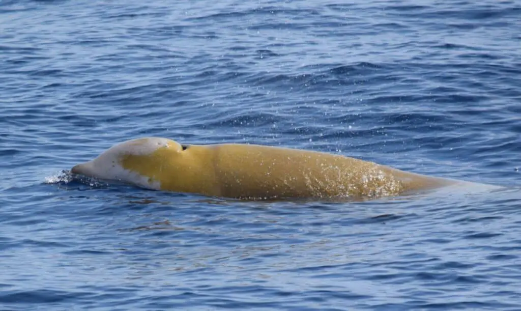 10 Of The Largest Animals In Iceland - Worldwide Nature