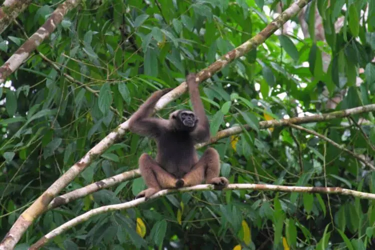 Müller's gibbon