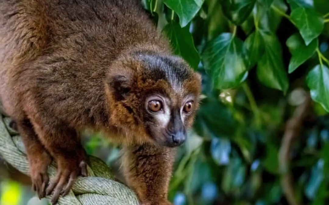 Collared Brown Lemur