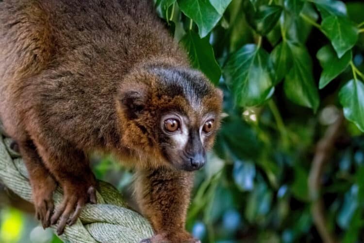 Collared Brown Lemur 