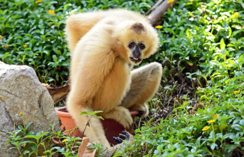 Southern White-cheeked Gibbon