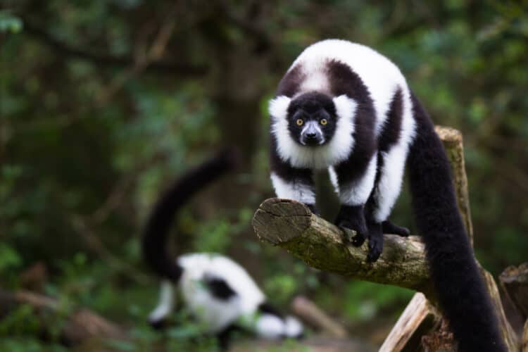 A picture from a Black-and-white ruffed lemur