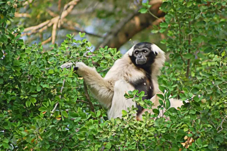 Pileated gibbon in a tree in Thailand