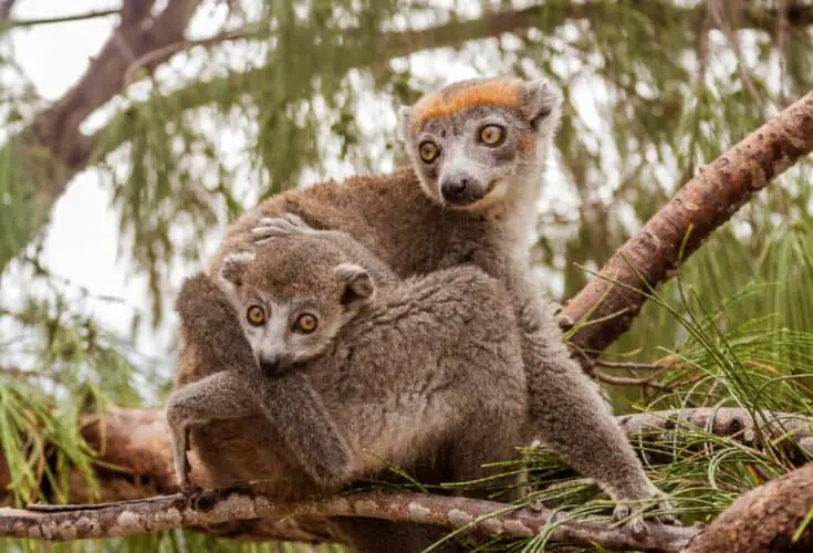 Mom and child Crowned lemur (eulemur coronatus) in their natural environment of Madagascar
