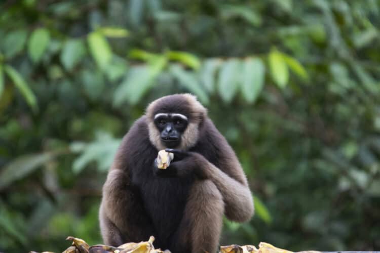 The Bornean white-bearded gibbon Hylobates albibarbis, Indonesia. An endangered species of gibbon endemic to southern Borneo, between the Kapuas and Barito rivers. Gibbons are social animals