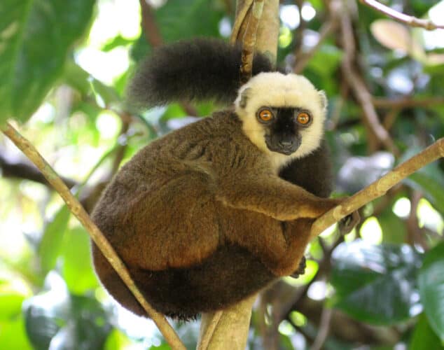 White-fronted Brown Lemur 